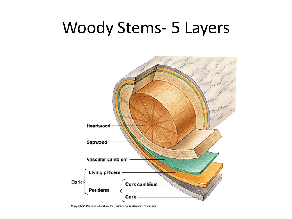 Woody Stems- 5 Layers