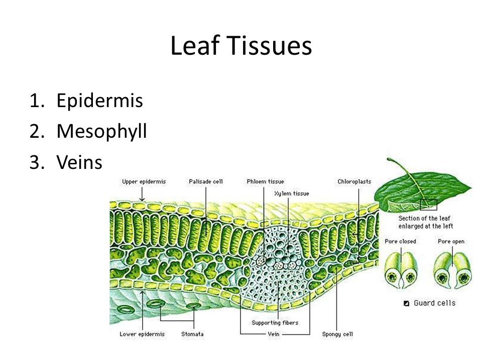 Leaf Tissues 1.Epidermis 2.Mesophyll 3.Veins