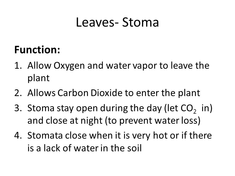 Leaves- Stoma Function: 1.Allow Oxygen and water vapor to leave the plant 2.Allows Carbon Dioxide to enter the plant 3.Stoma stay open during the day (let CO 2 in) and close at night (to prevent water loss) 4.Stomata close when it is very hot or if there is a lack of water in the soil