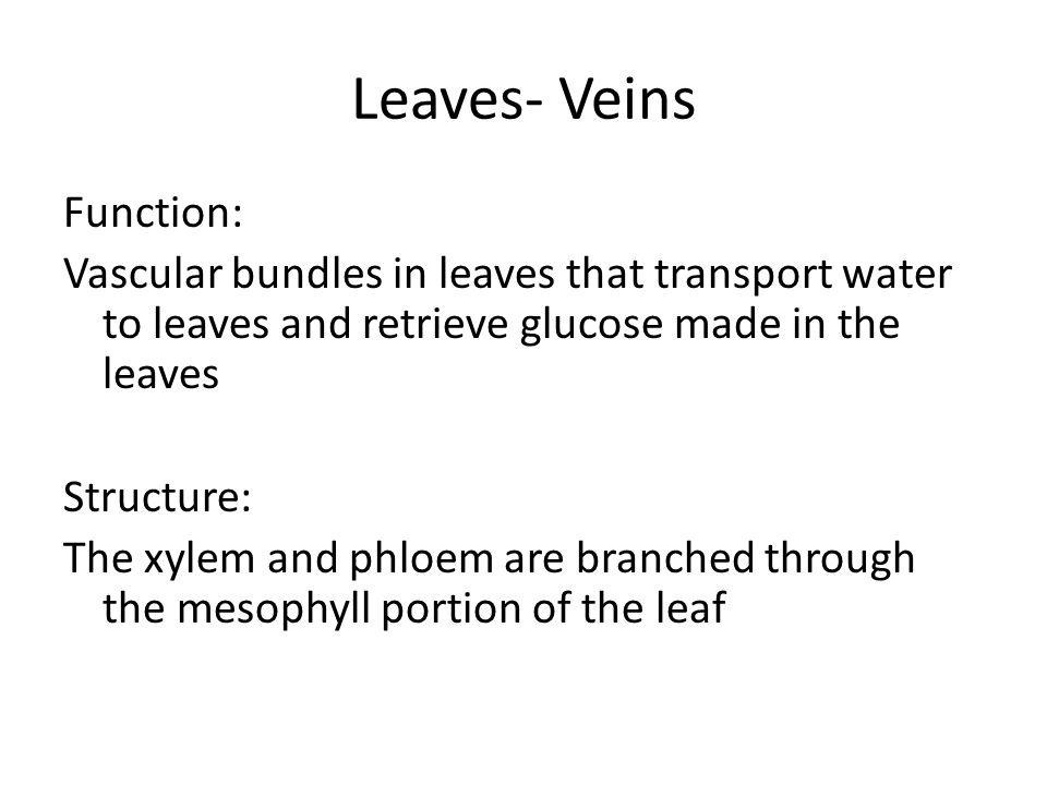 Leaves- Veins Function: Vascular bundles in leaves that transport water to leaves and retrieve glucose made in the leaves Structure: The xylem and phloem are branched through the mesophyll portion of the leaf