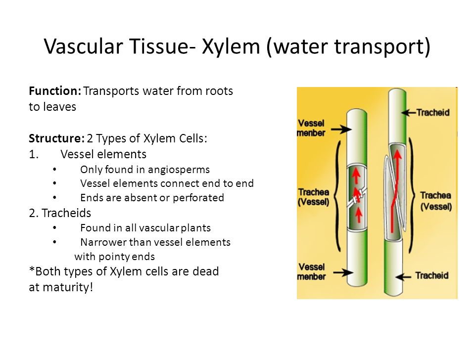 Vascular Tissue- Xylem (water transport) Function: Transports water from roots to leaves Structure: 2 Types of Xylem Cells: 1.Vessel elements Only found in angiosperms Vessel elements connect end to end Ends are absent or perforated 2.