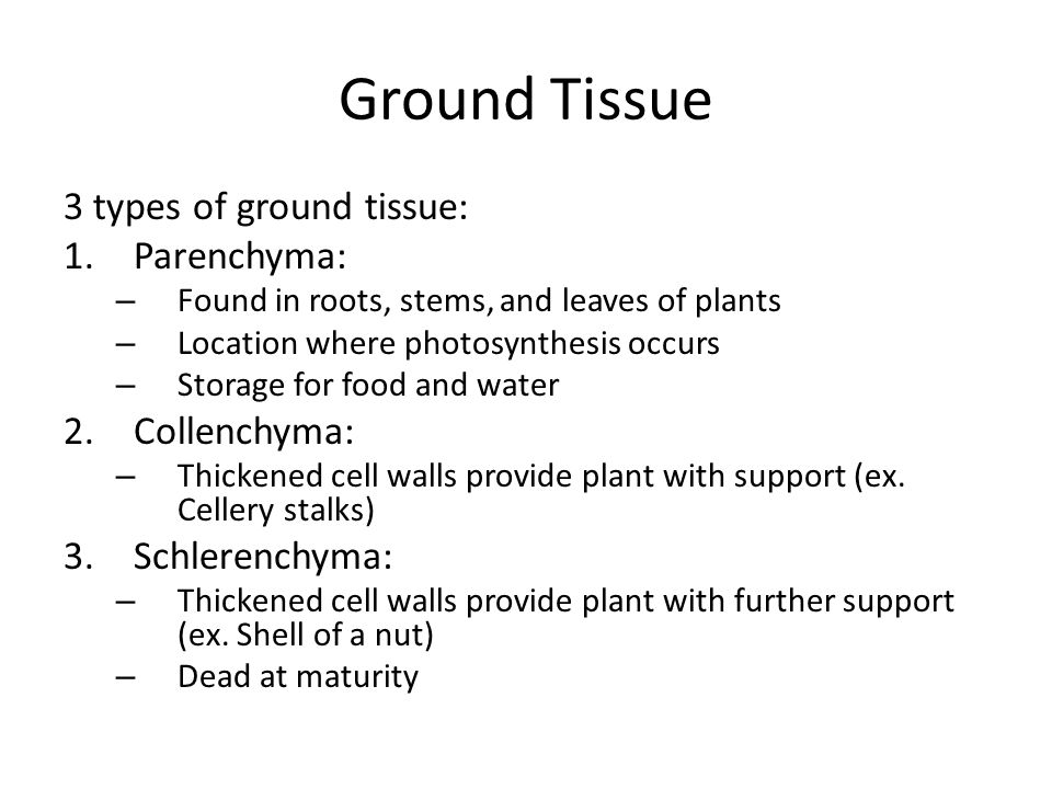 Ground Tissue 3 types of ground tissue: 1.Parenchyma: – Found in roots, stems, and leaves of plants – Location where photosynthesis occurs – Storage for food and water 2.Collenchyma: – Thickened cell walls provide plant with support (ex.