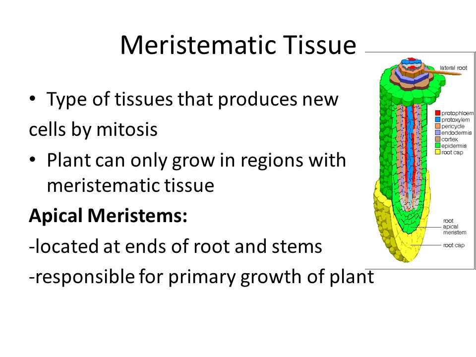 Meristematic Tissue Type of tissues that produces new cells by mitosis Plant can only grow in regions with meristematic tissue Apical Meristems: -located at ends of root and stems -responsible for primary growth of plant