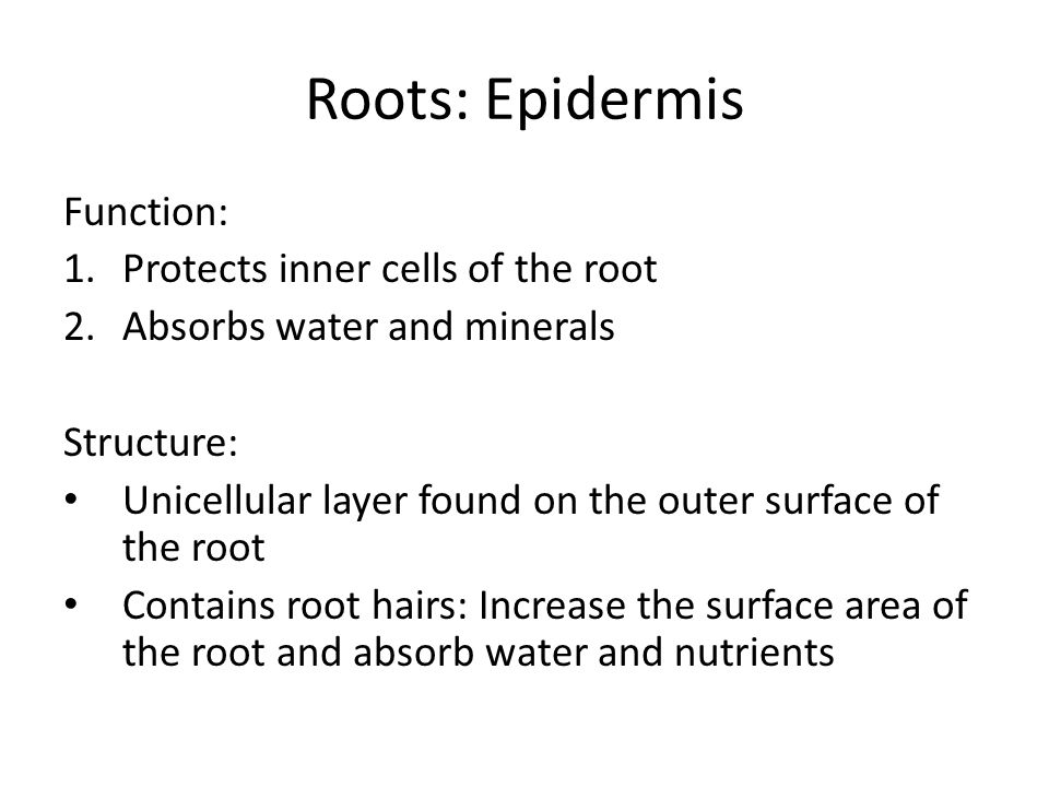 Roots: Epidermis Function: 1.Protects inner cells of the root 2.Absorbs water and minerals Structure: Unicellular layer found on the outer surface of the root Contains root hairs: Increase the surface area of the root and absorb water and nutrients