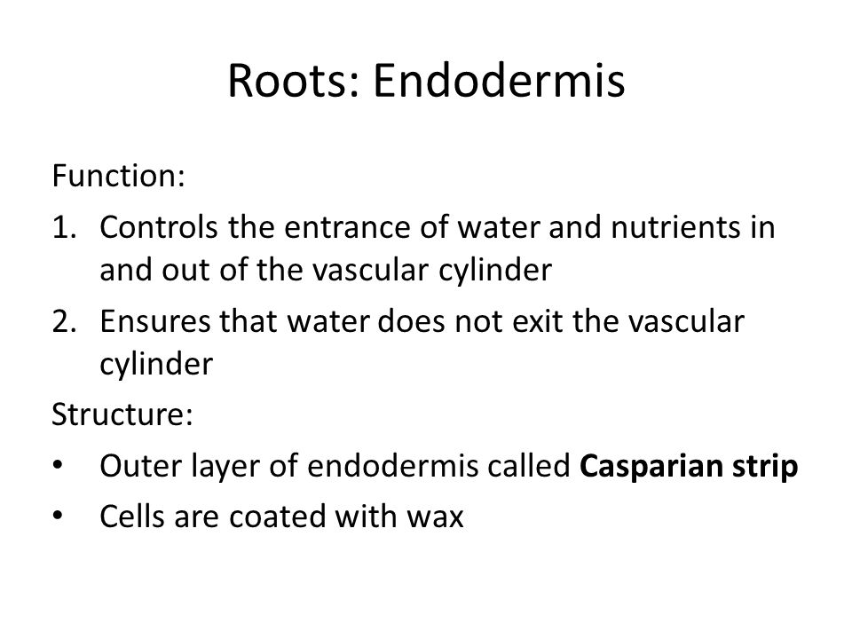 Roots: Endodermis Function: 1.Controls the entrance of water and nutrients in and out of the vascular cylinder 2.Ensures that water does not exit the vascular cylinder Structure: Outer layer of endodermis called Casparian strip Cells are coated with wax