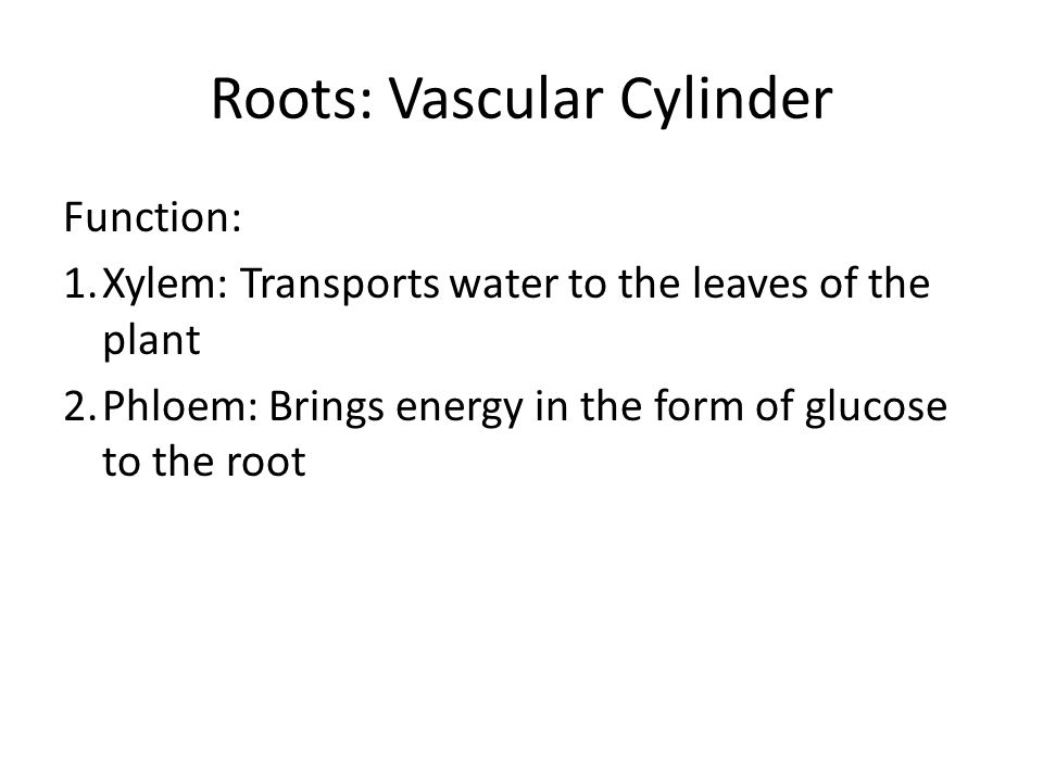 Roots: Vascular Cylinder Function: 1.Xylem: Transports water to the leaves of the plant 2.Phloem: Brings energy in the form of glucose to the root