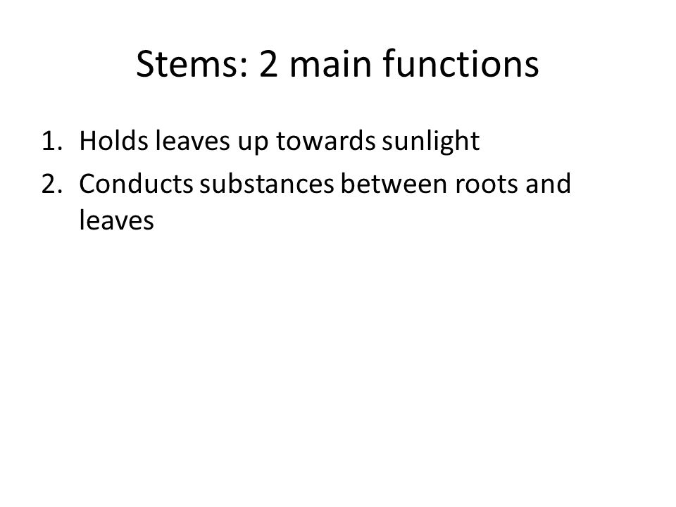 Stems: 2 main functions 1.Holds leaves up towards sunlight 2.Conducts substances between roots and leaves
