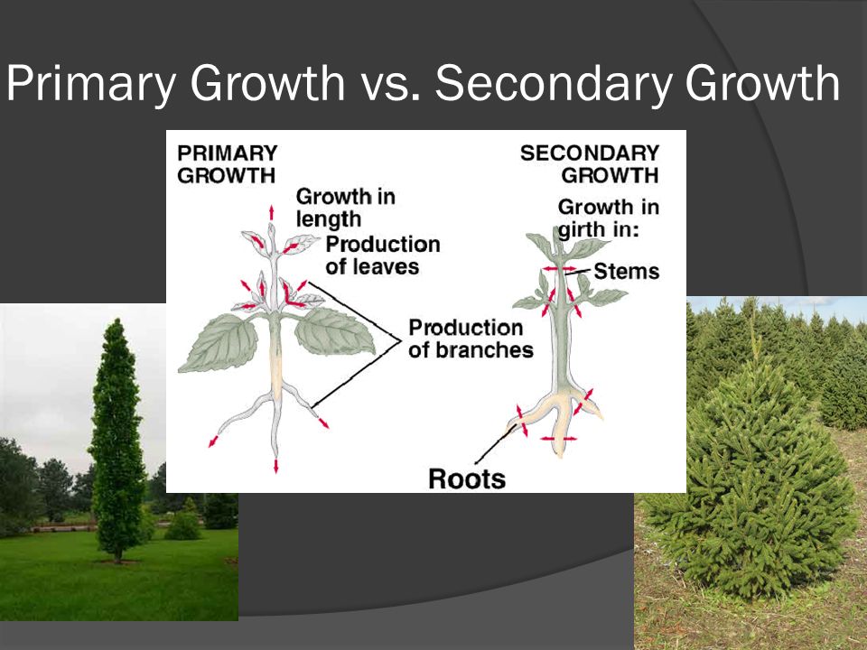 Primary Growth vs. Secondary Growth