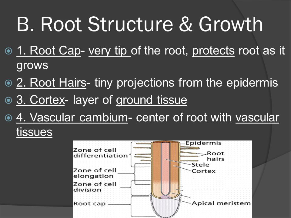B. Root Structure & Growth  1. Root Cap- very tip of the root, protects root as it grows  2.