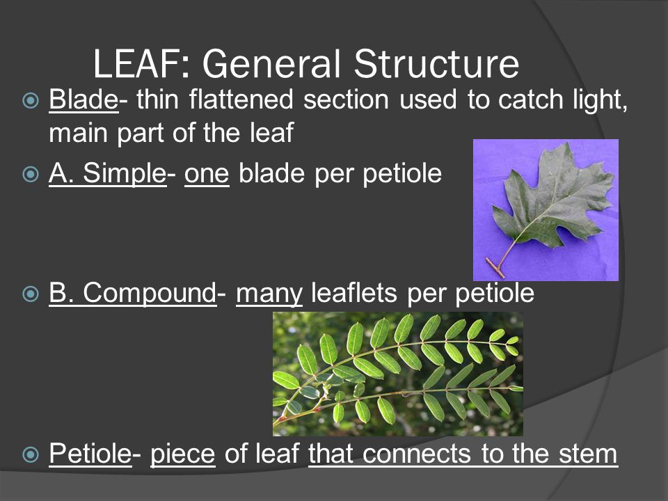 LEAF: General Structure  Blade- thin flattened section used to catch light, main part of the leaf  A.