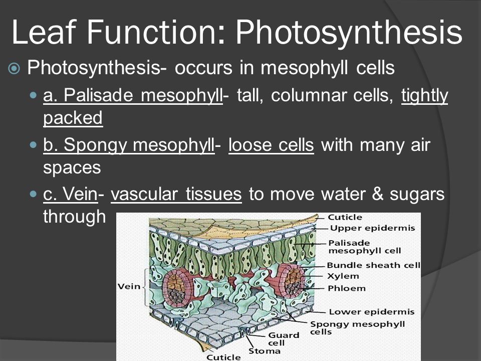 Leaf Function: Photosynthesis  Photosynthesis- occurs in mesophyll cells a.