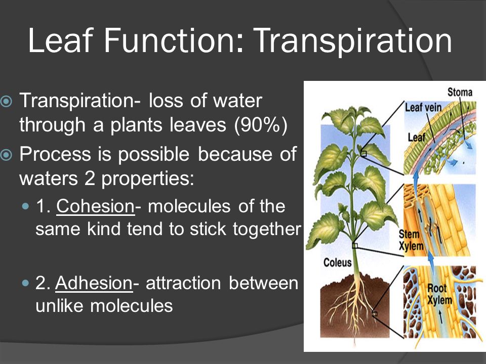 Leaf Function: Transpiration  Transpiration- loss of water through a plants leaves (90%)  Process is possible because of waters 2 properties: 1.