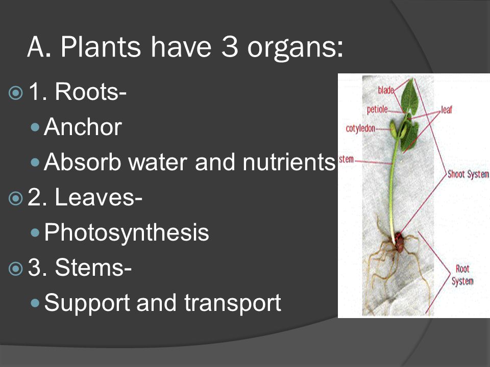 A. Plants have 3 organs:  1. Roots- Anchor Absorb water and nutrients  2.