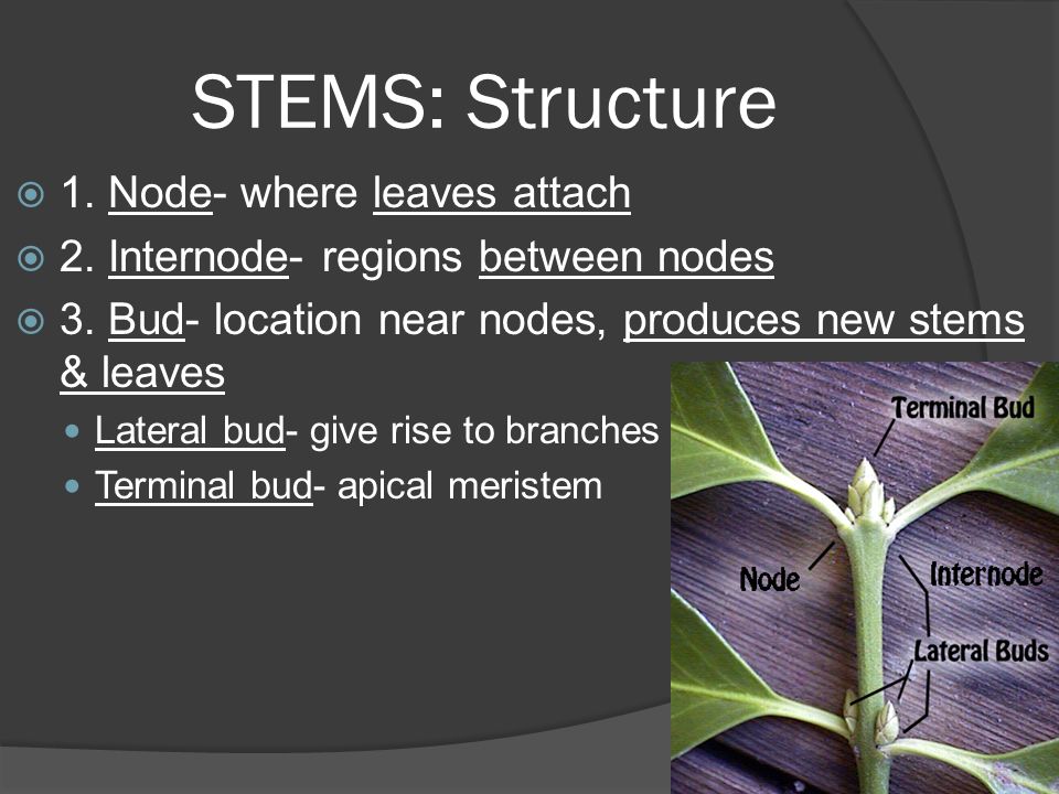 STEMS: Structure  1. Node- where leaves attach  2.