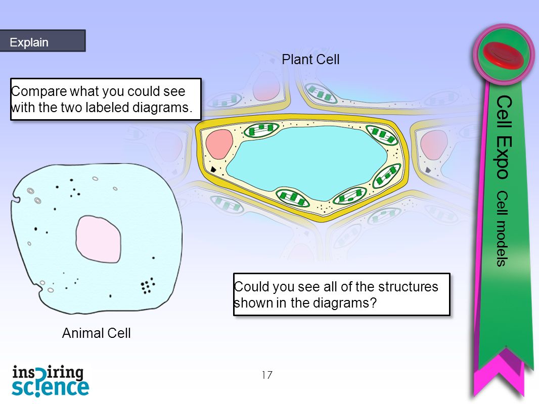 17 Plant Cell Animal Cell Explain Cell Expo Cell models Compare what you could see with the two labeled diagrams.