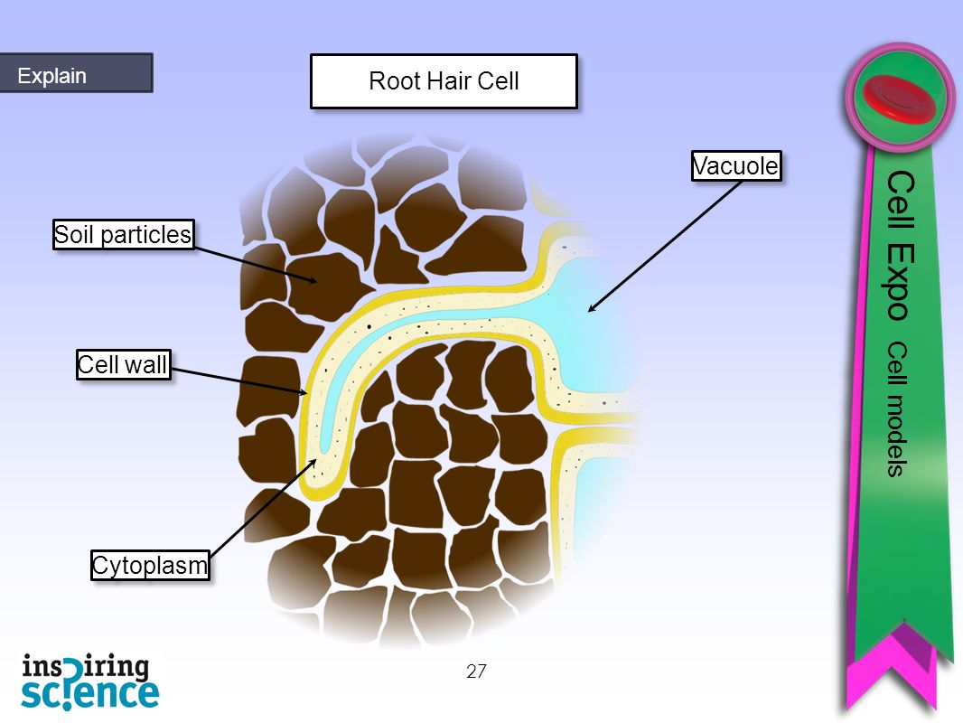 27 Soil particles Cell wall Vacuole Cytoplasm Cell Expo Cell models Explain Root Hair Cell