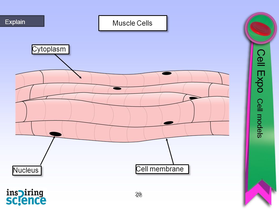 28 Muscle Cells Cytoplasm Nucleus Cell membrane 28 Cell Expo Cell models Explain