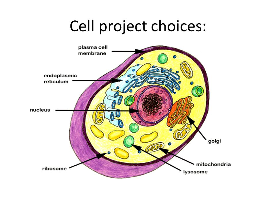 Cell project choices: