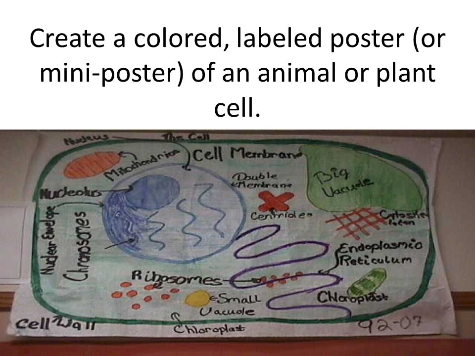 Create a colored, labeled poster (or mini-poster) of an animal or plant cell.