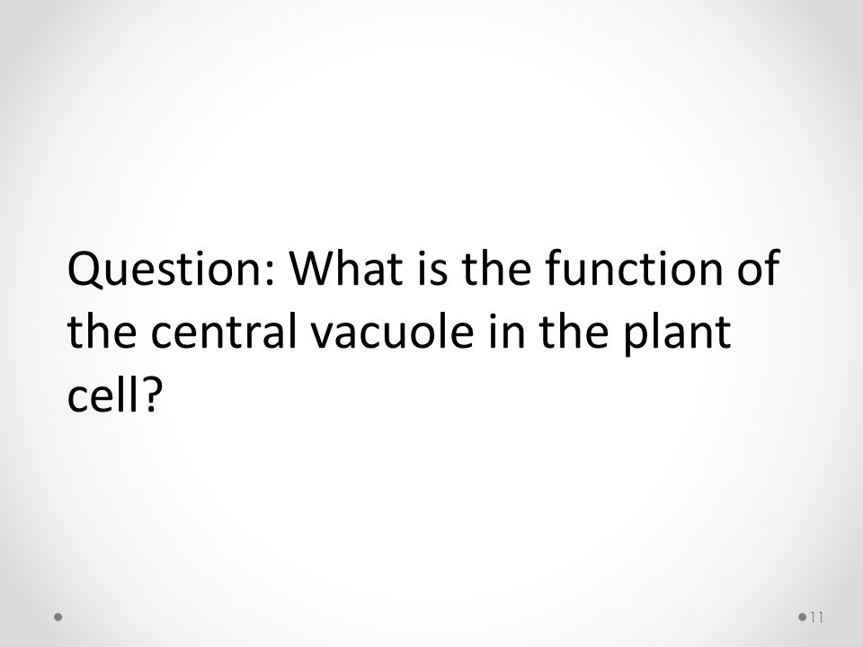 11 Question: What is the function of the central vacuole in the plant cell