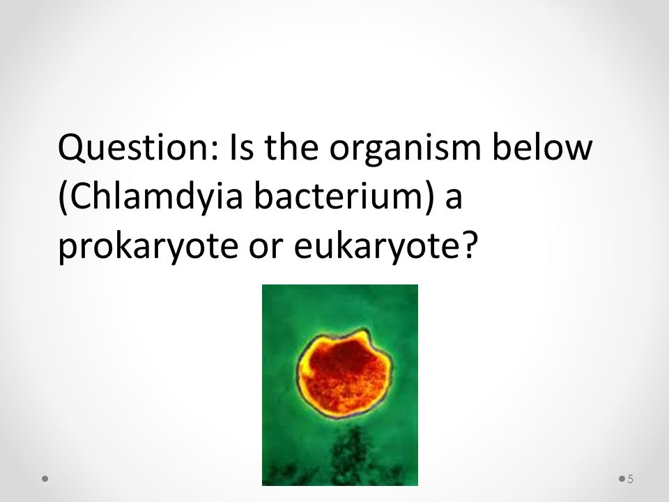 5 Question: Is the organism below (Chlamdyia bacterium) a prokaryote or eukaryote
