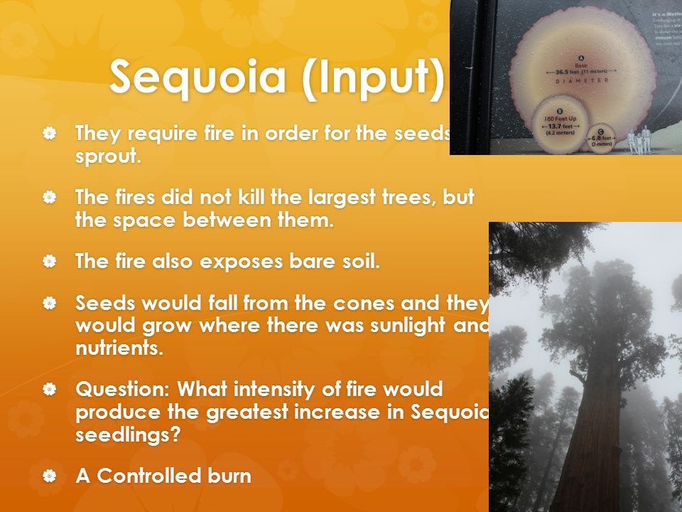 Sequoia (Input)  They require fire in order for the seeds to sprout.