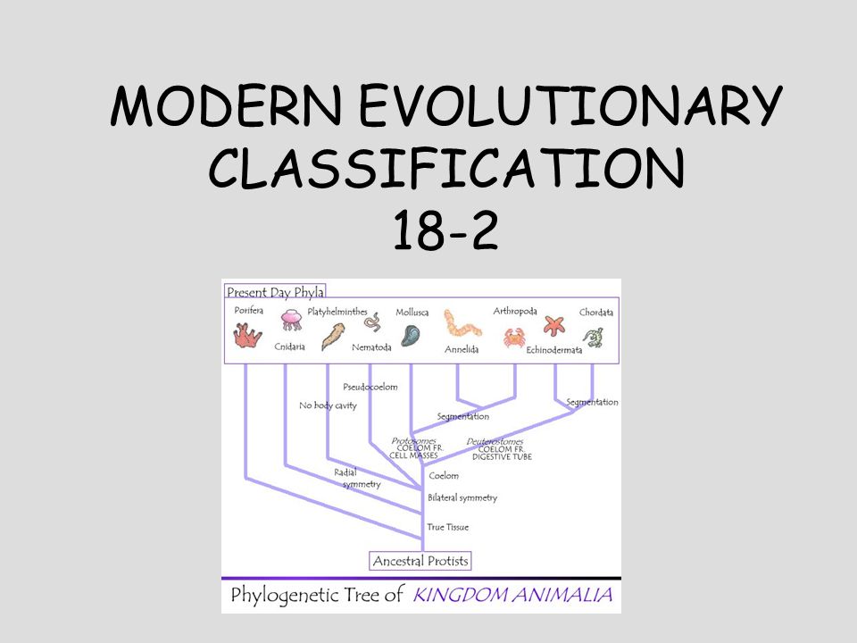 Worksheets Section 18-2 Modern Evolutionary Classification Worksheet Answers modern evolutionary classification in a way organisms determine 1 18 2