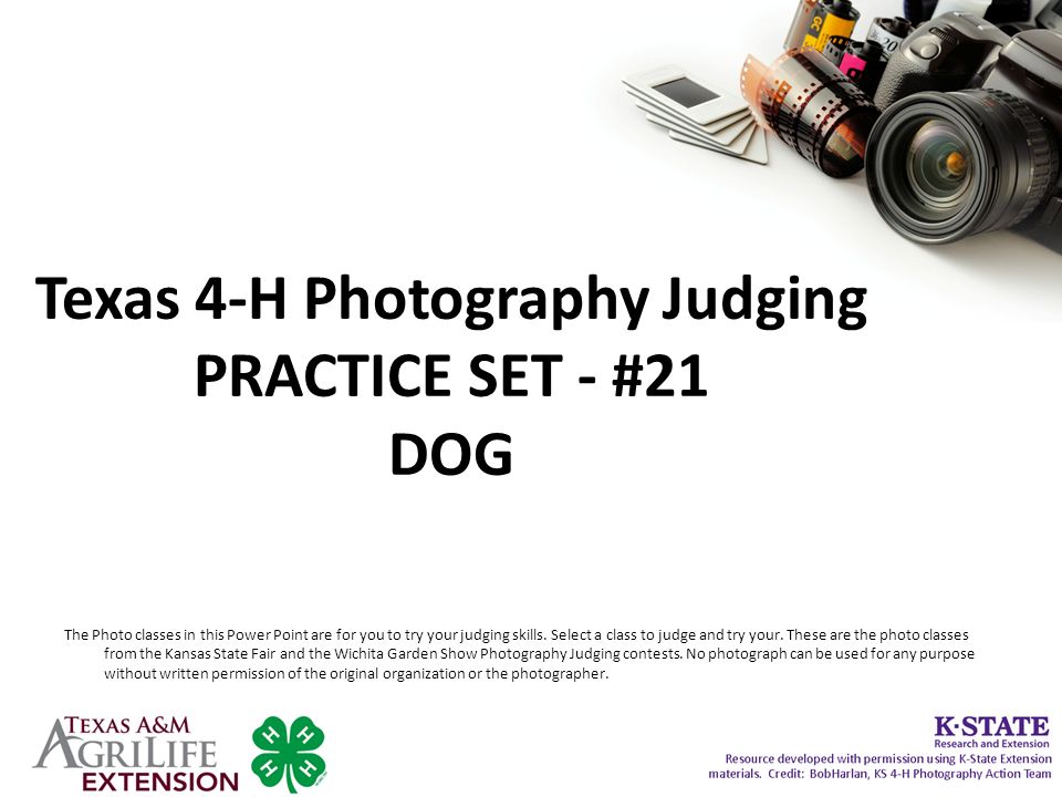 Texas 4-H Photography Judging PRACTICE SET - #21 DOG The Photo classes in this Power Point are for you to try your judging skills.