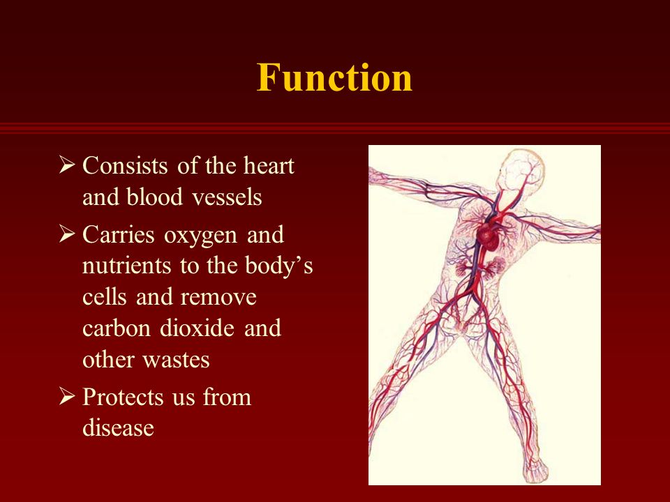 Function  Consists of the heart and blood vessels  Carries oxygen and nutrients to the body’s cells and remove carbon dioxide and other wastes  Protects us from disease