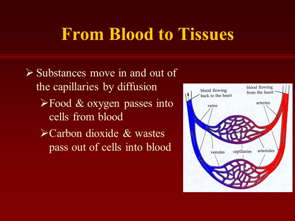 From Blood to Tissues  Substances move in and out of the capillaries by diffusion  Food & oxygen passes into cells from blood  Carbon dioxide & wastes pass out of cells into blood