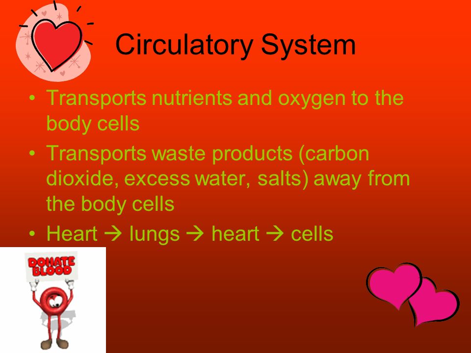 Circulatory System Transports nutrients and oxygen to the body cells Transports waste products (carbon dioxide, excess water, salts) away from the body cells Heart  lungs  heart  cells