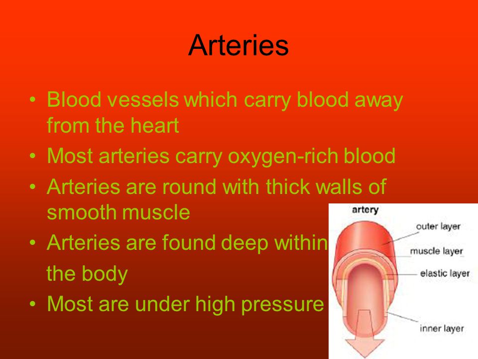 Arteries Blood vessels which carry blood away from the heart Most arteries carry oxygen-rich blood Arteries are round with thick walls of smooth muscle Arteries are found deep within the body Most are under high pressure