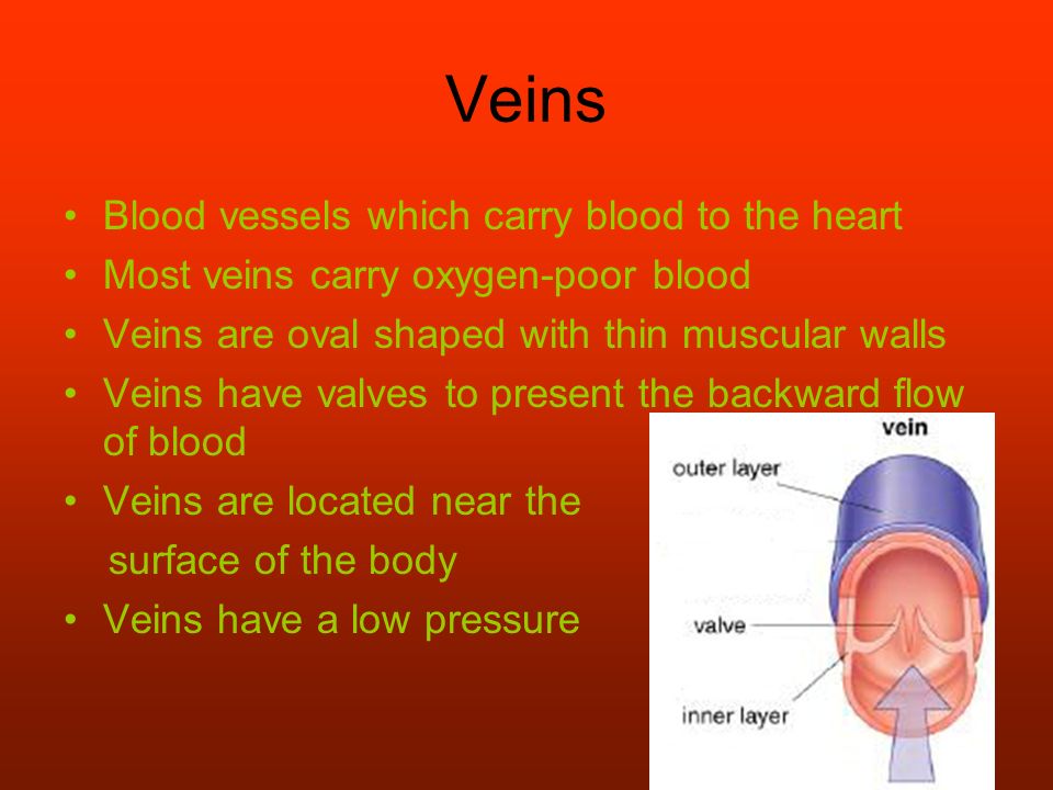 Veins Blood vessels which carry blood to the heart Most veins carry oxygen-poor blood Veins are oval shaped with thin muscular walls Veins have valves to present the backward flow of blood Veins are located near the surface of the body Veins have a low pressure