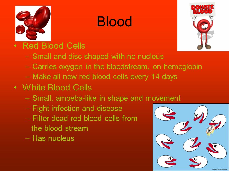 Blood Red Blood Cells –Small and disc shaped with no nucleus –Carries oxygen in the bloodstream, on hemoglobin –Make all new red blood cells every 14 days White Blood Cells –Small, amoeba-like in shape and movement –Fight infection and disease –Filter dead red blood cells from the blood stream –Has nucleus
