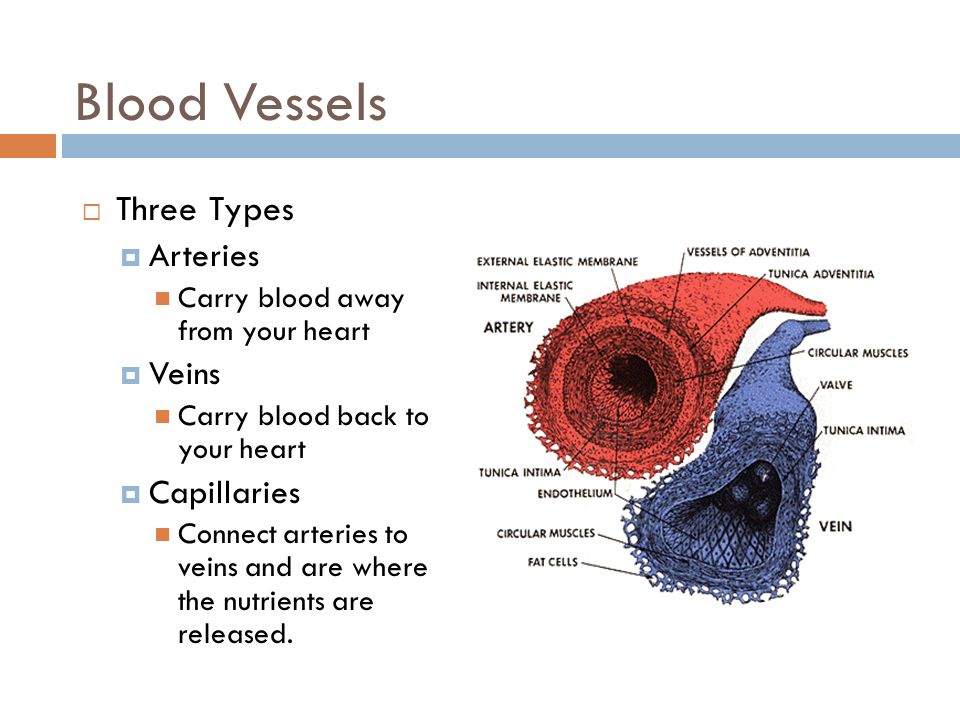 Blood Vessels  Three Types  Arteries Carry blood away from your heart  Veins Carry blood back to your heart  Capillaries Connect arteries to veins and are where the nutrients are released.