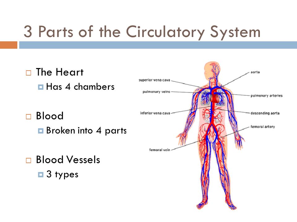 3 Parts of the Circulatory System  The Heart  Has 4 chambers  Blood  Broken into 4 parts  Blood Vessels  3 types