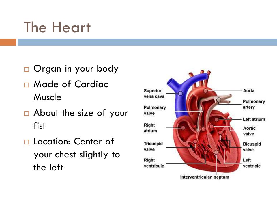The Heart  Organ in your body  Made of Cardiac Muscle  About the size of your fist  Location: Center of your chest slightly to the left