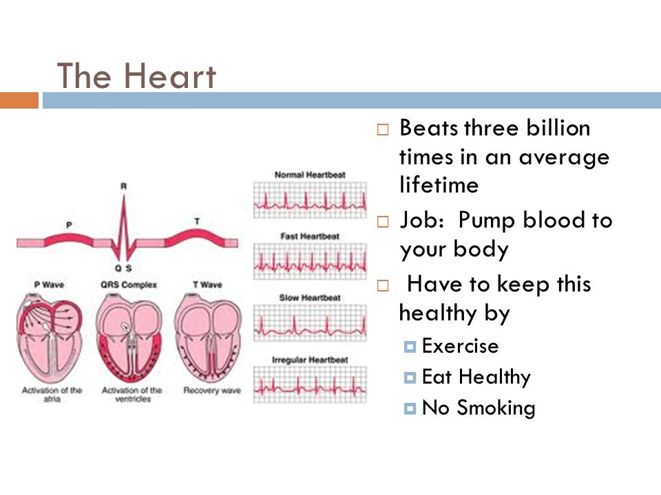 The Heart  Beats three billion times in an average lifetime  Job: Pump blood to your body  Have to keep this healthy by  Exercise  Eat Healthy  No Smoking