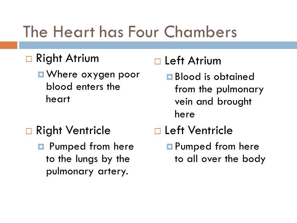 The Heart has Four Chambers  Right Atrium  Where oxygen poor blood enters the heart  Right Ventricle  Pumped from here to the lungs by the pulmonary artery.