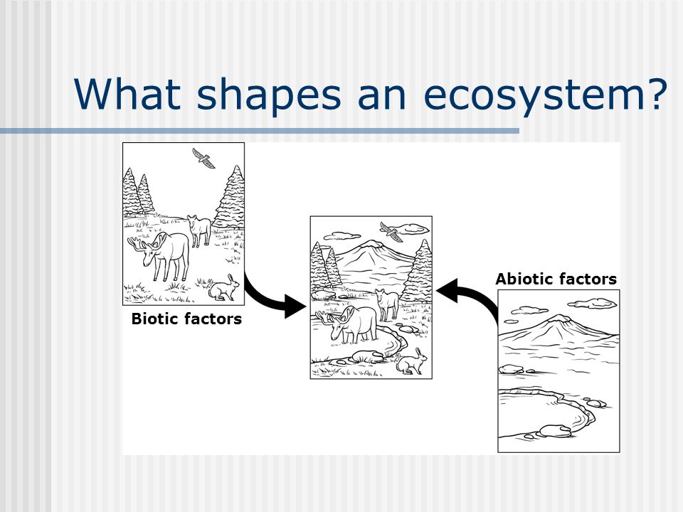 What shapes an ecosystem Biotic factors Abiotic factors