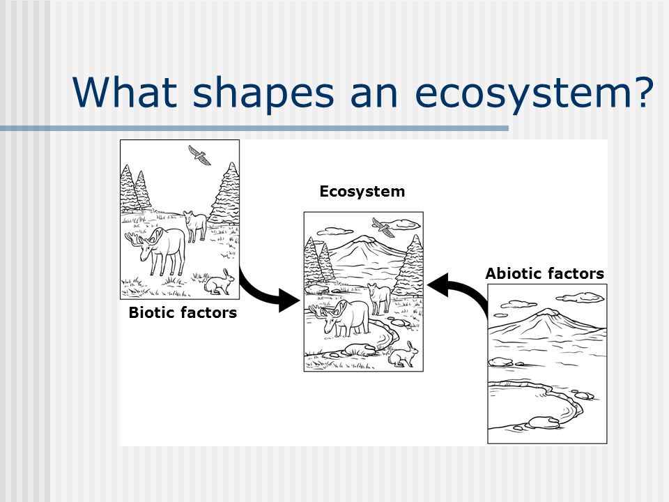 What shapes an ecosystem Biotic factors Abiotic factors Ecosystem