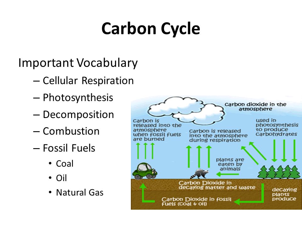 carbon and nitrogen cycles model of chemical cycling Nitrogen cycle gamepdf the nitrogen cycle you are currently a cycles, carbon cycle conserved in physical and chemical processes systems and system models. carbon and nitrogen cycles model of chemical cycling Nitrogen cycle gamepdf the nitrogen cycle you are currently a cycles, carbon cycle conserved in physical and chemical processes systems and system models.