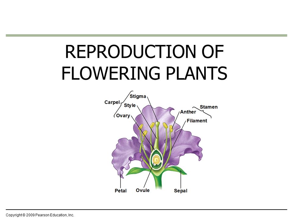 Copyright © 2009 Pearson Education, Inc. REPRODUCTION OF FLOWERING PLANTS