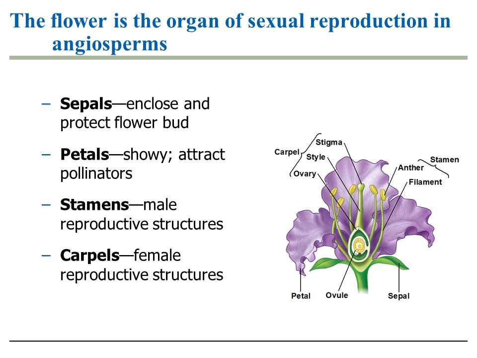 The flower is the organ of sexual reproduction in angiosperms –Sepals—enclose and protect flower bud –Petals—showy; attract pollinators –Stamens—male reproductive structures –Carpels—female reproductive structures