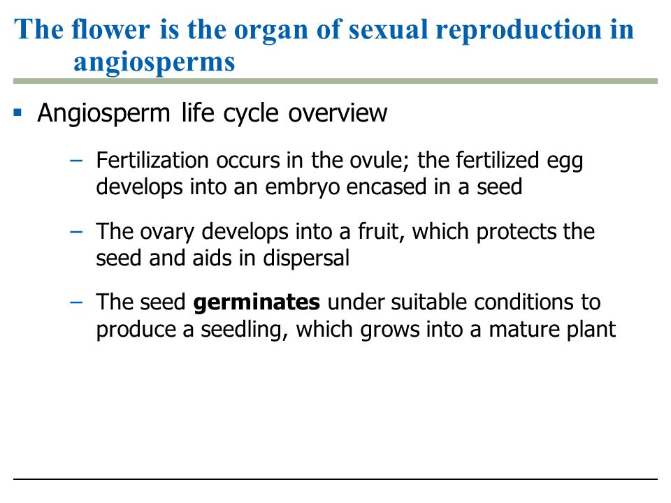 Angiosperm life cycle overview –Fertilization occurs in the ovule; the fertilized egg develops into an embryo encased in a seed –The ovary develops into a fruit, which protects the seed and aids in dispersal –The seed germinates under suitable conditions to produce a seedling, which grows into a mature plant The flower is the organ of sexual reproduction in angiosperms