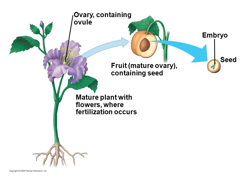 Ovary, containing ovule Mature plant with flowers, where fertilization occurs Fruit (mature ovary), containing seed Embryo Seed