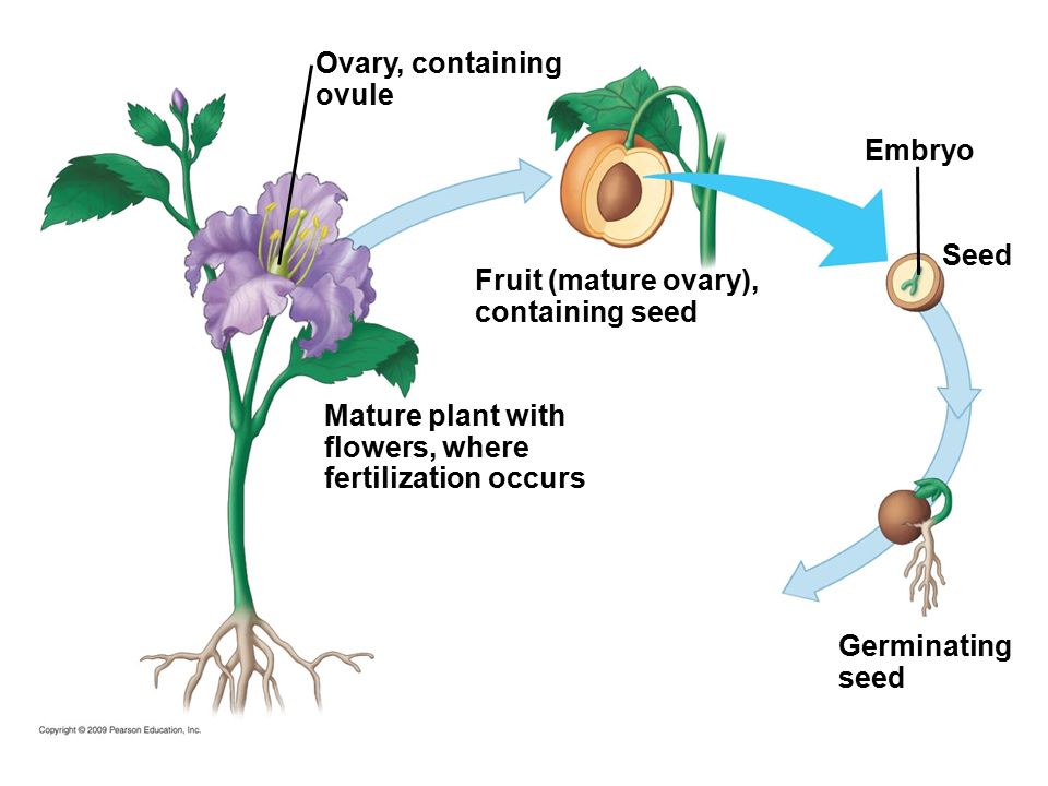 Ovary, containing ovule Mature plant with flowers, where fertilization occurs Fruit (mature ovary), containing seed Embryo Seed Germinating seed