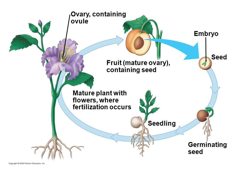 Ovary, containing ovule Mature plant with flowers, where fertilization occurs Fruit (mature ovary), containing seed Embryo Seed Germinating seed Seedling