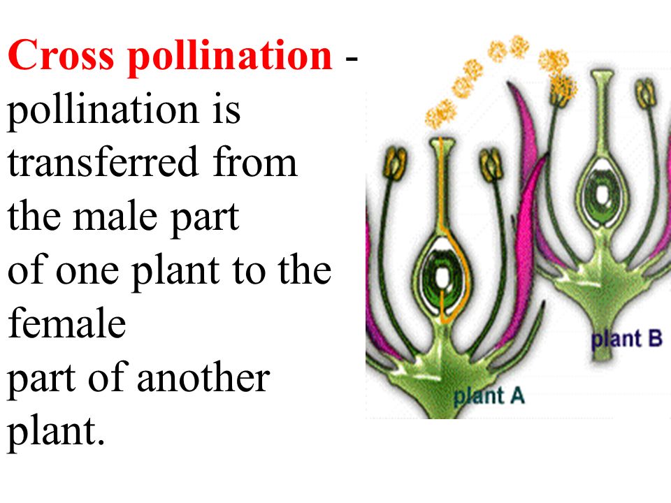 Cross pollination - pollination is transferred from the male part of one plant to the female part of another plant.