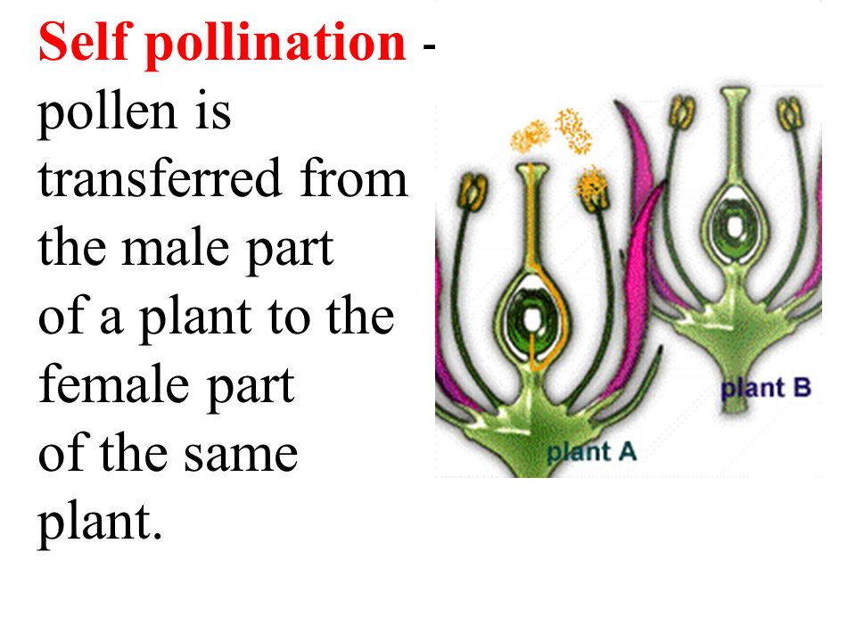 Self pollination - pollen is transferred from the male part of a plant to the female part of the same plant.